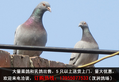140923kmqs9oqsqqrrq3om.jpg